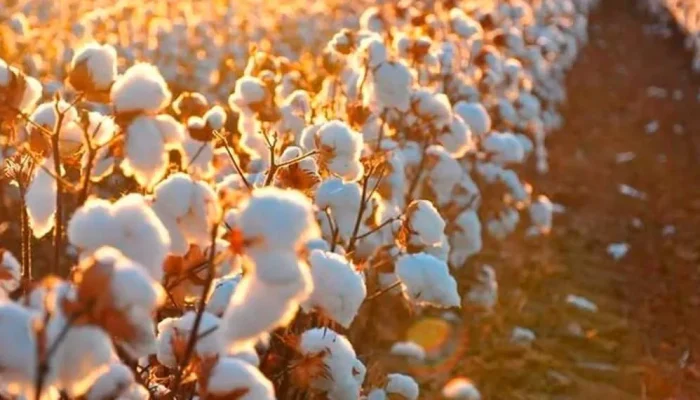 Cultivo-do-algodao.-Brasil-deve-se-tornar-o-maior-exportador-do-mundo-e-boa-adubacao-e-essencial