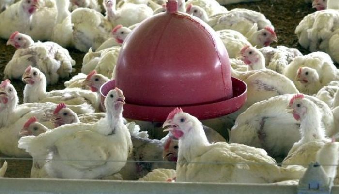 Frango_02db12959d