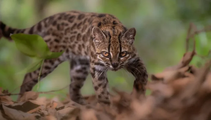 Gato-Leopardus-tilcayo