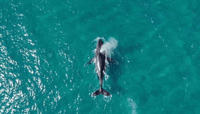 Foto: Paulo Stefani/Sectur Ilha Bela