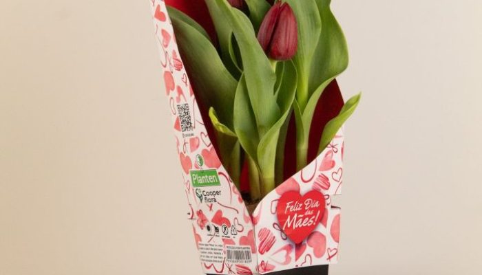 Tulipa - Planten
Divulgação: Cooperflora