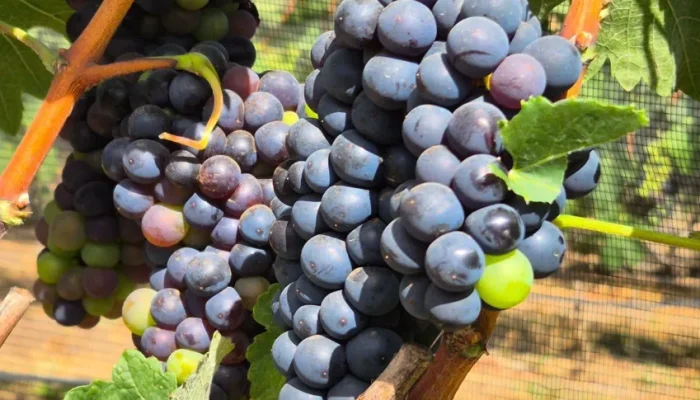 Uva-para-vinho-videira