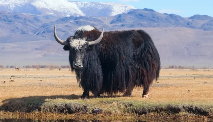 Yak-russo-imagem-ilustrativa-Wikimedia-Commons (1)