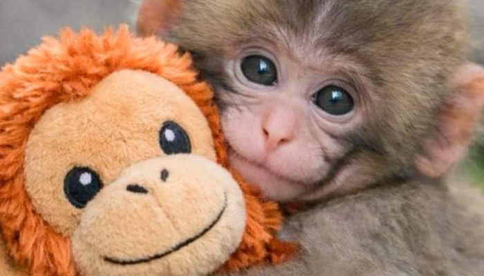 macaco-punch-vinculo-apego-1